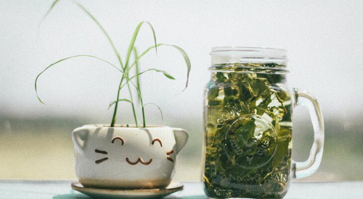Zöld tea hatása és szerepe a fogyókúrában