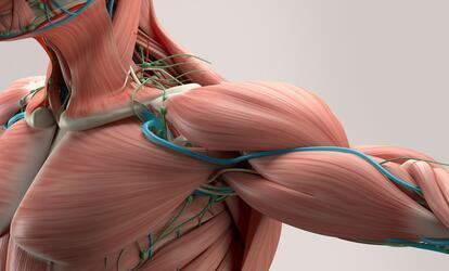Rhabdomyolysis a vázizomzat szétesése! Rhabdomyolysis a vázizomzat szétesése!