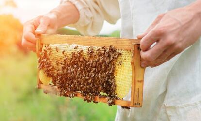 Hogyan lehet karcsúsodni mézzel?