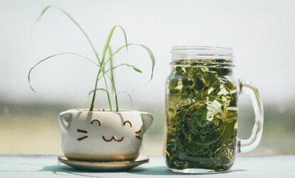 Fogyókúra, egyszerűen, zöld teával Zöld tea hatása és szerepe a fogyókúrában