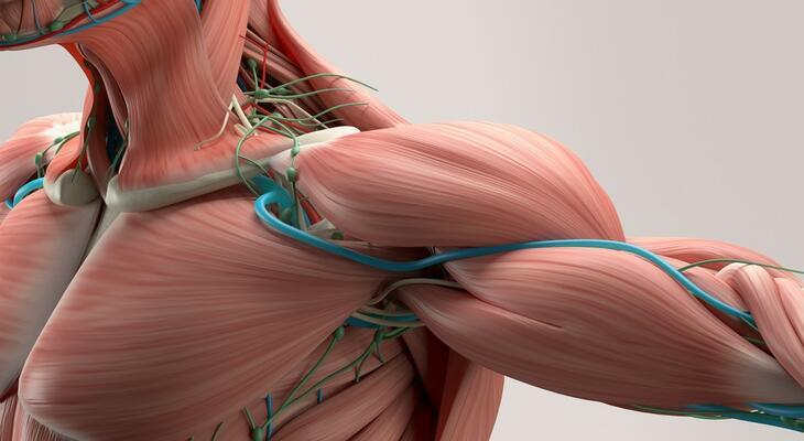 Rhabdomyolysis a vázizomzat szétesése!