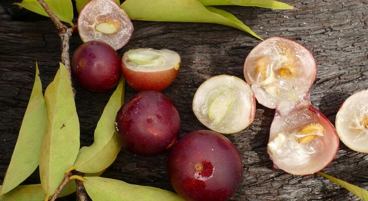 C-vitaminban ez a növény a legjobb: camu camu C-vitaminra a szervezetnek minden nap szüksége van, ez a legfontosabb a vitaminok közül