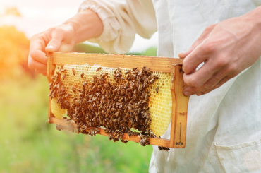 Hogyan lehet karcsúsodni mézzel?