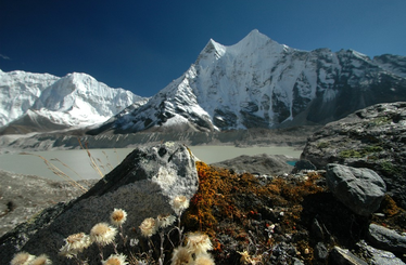 Eltűnhetnek a gyógynövények