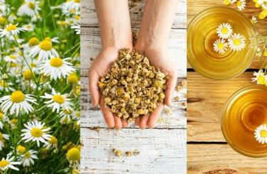 A kamilla egészségügyi hatásairól