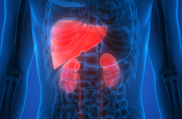 Máj és vese optimális működése