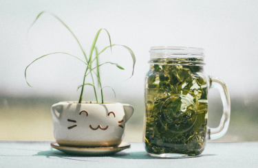 Zöld tea hatása és szerepe a fogyókúrában
