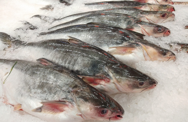 Ne fogyassz te is pangasiust, köze sincs a halhoz…