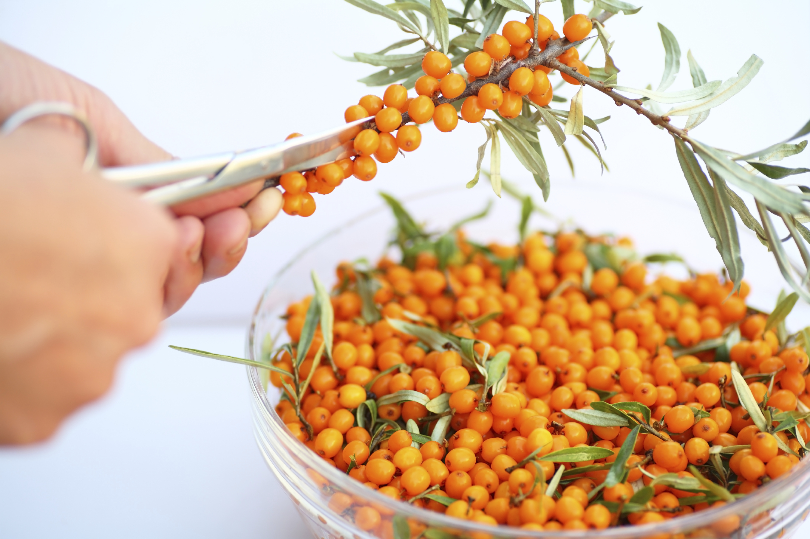 Homoktövis (Hippophae)